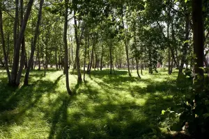 Коттеджный посёлок Monteville