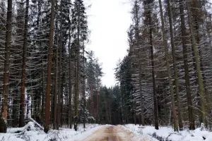 Коттеджный посёлок Рига Парк