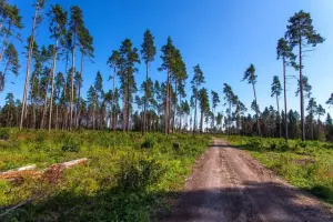 Коттеджный посёлок Звенигородский лес