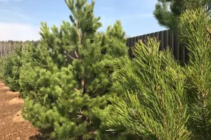 Коттеджный посёлок Подмосковные просторы