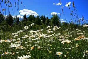 Коттеджный посёлок Рижское поместье-2