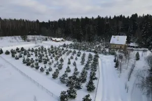 Коттеджный посёлок Хвойный лес