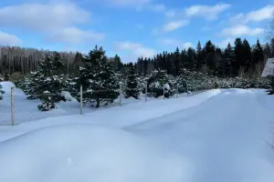 Коттеджный посёлок Хвойный лес