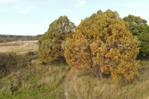 Коттеджный посёлок Рижская Дубрава