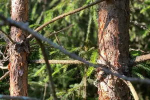 Коттеджный посёлок Искона Парк