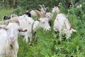 Коттеджный посёлок Искона Парк