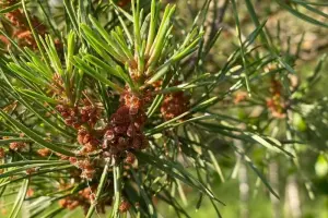 Коттеджный посёлок Искона Парк