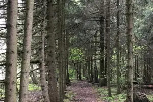 Коттеджный посёлок Подпоринские дачи