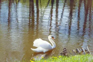 Коттеджный посёлок EastЛандия