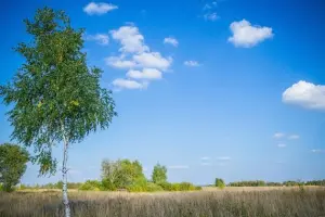 Коттеджный посёлок Лесные усадьбы