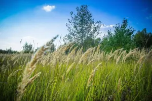 Коттеджный посёлок Новорижский лес Гребеньки