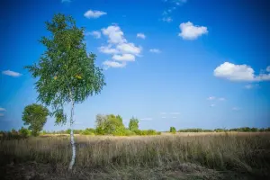 Коттеджный посёлок Новорижский лес Гребеньки
