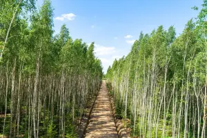 Коттеджный посёлок White Park