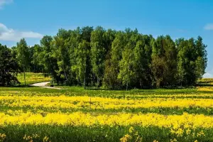 Коттеджный посёлок Shelkovo River