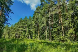 Коттеджный посёлок Shelkovo Park