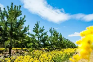 Коттеджный посёлок Shelkovo Park