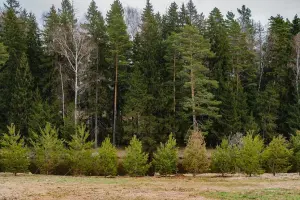 Коттеджный посёлок Green Forest Park