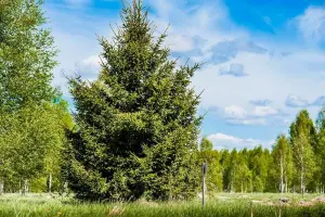 Коттеджный посёлок Green Forest Park