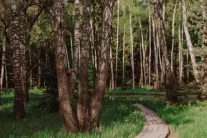 Коттеджный посёлок Green Forest Premium