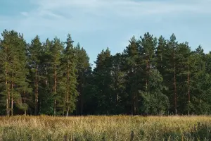 Коттеджный посёлок Салтыковка Forest Club