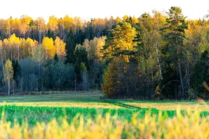 Коттеджный посёлок Верба парк