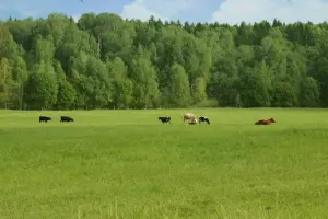 Коттеджный посёлок Пойма Рузы