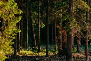 Коттеджный посёлок Ели Estate