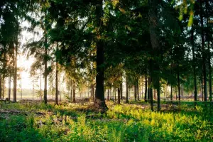 Коттеджный посёлок Ели Estate