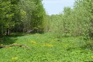 Коттеджный посёлок Лесная поляна