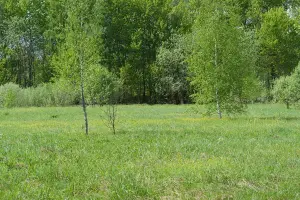 Коттеджный посёлок Лесная поляна