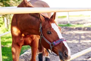 Коттеджный посёлок Арнеево