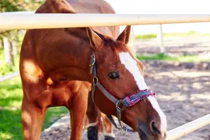 Коттеджный посёлок Воскресенки