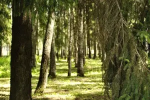 Коттеджный посёлок Лагуна-Парк