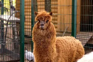 Коттеджный посёлок Руза Фэмили Парк